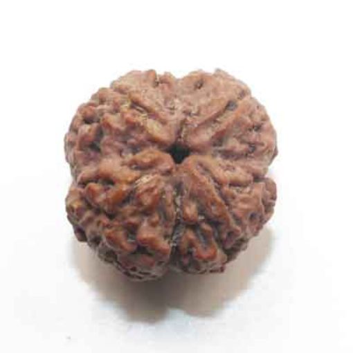 four mukhi nepali rudraksha