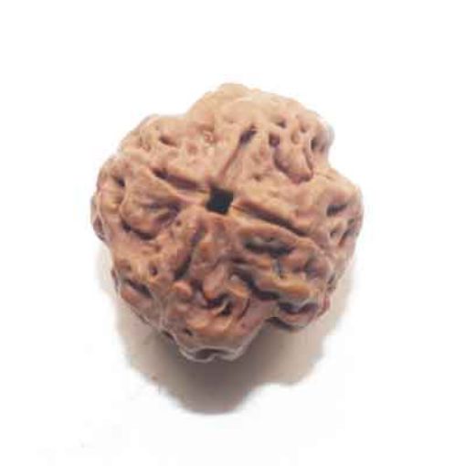 four mukhi nepali rudraksha