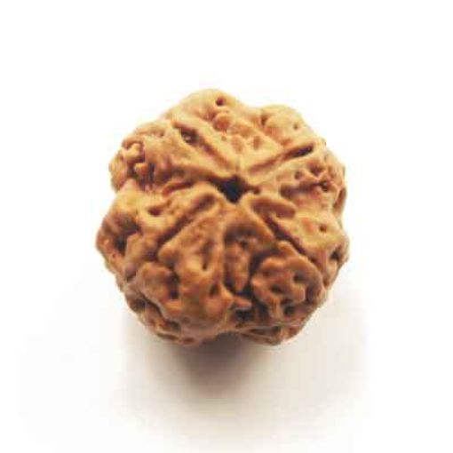 four mukhi nepali rudraksha