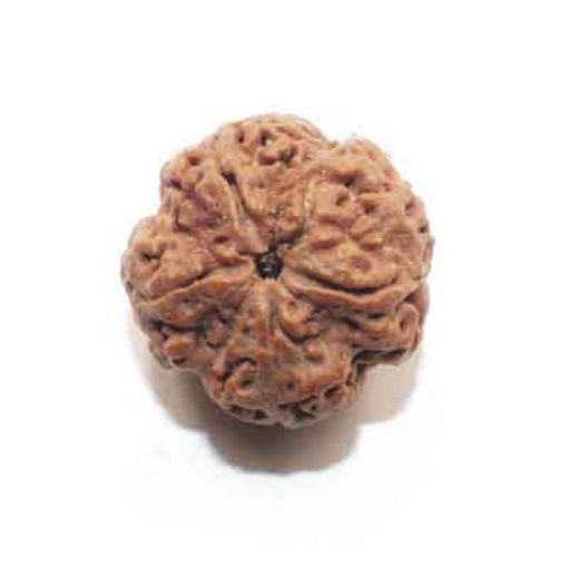 four mukhi nepali rudraksha