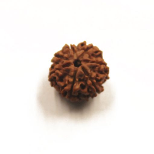 7 Mukhi Nepali Rudraksha
