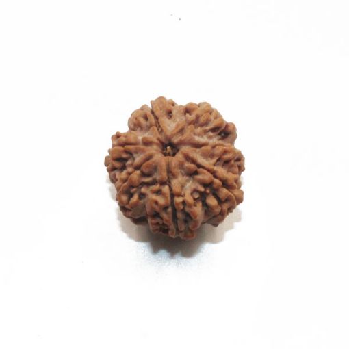 7 mukhi rudraksha