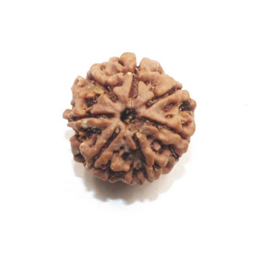 7 mukhi rudraksha