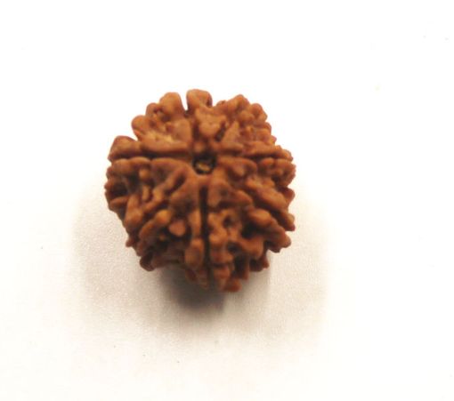 7 mukhi rudraksha