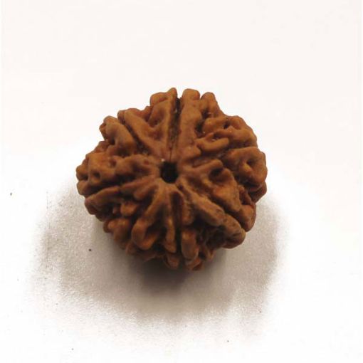 7 mukhi rudraksha