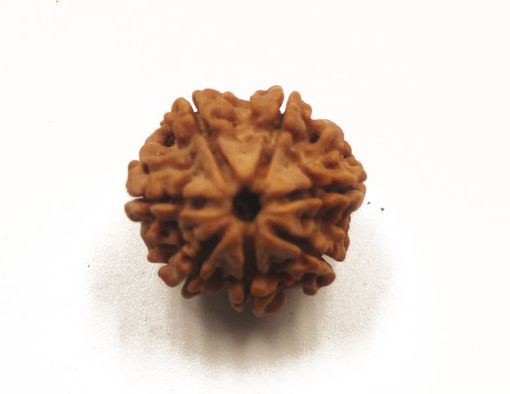 7 mukhi rudraksha